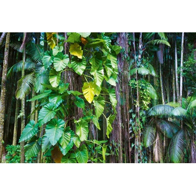 DIMEX ART Флизелинов фототапет листа в тропическа джунгла 375 x 250 см