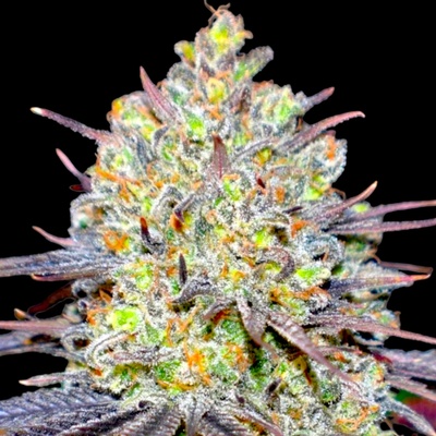 B-S-B Genetics The Runtz semienka neobsahujú THC 1 ks