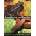 Amphibians and Reptiles of Georgia | Adam MacKinnon, Alex Pyron, Andrew Grosse
