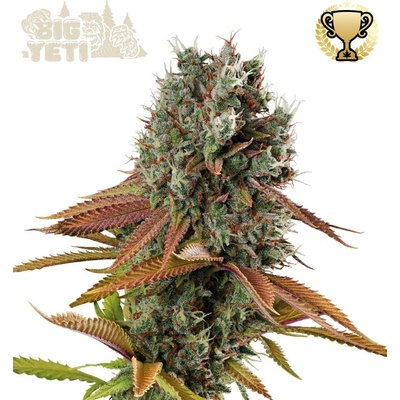 Seedstockers Big Yeti semena neobsahují THC 3 ks