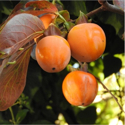 Tomel japonský - Diospyros kaki - semena - 4 ks – Zboží Dáma