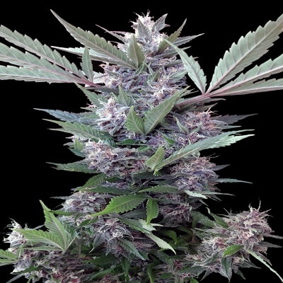 Ace Seeds Bubba Kush x PCK regular Semena neobsahuju THC 5 ks