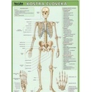 Kostra človeka