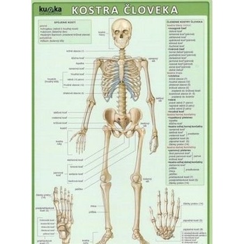 Kostra človeka