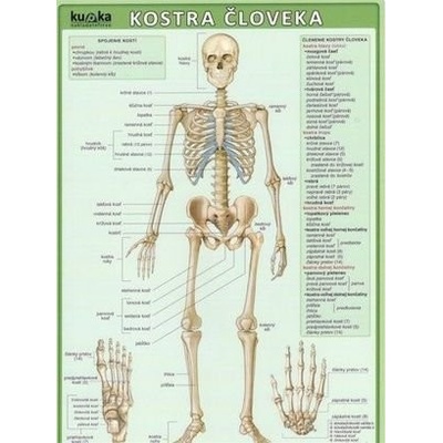 Kostra človeka