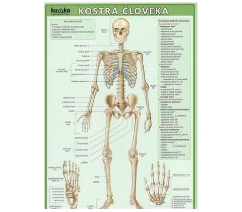 Kostra človeka