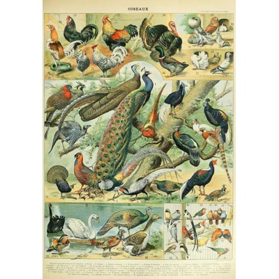 Grafika Ilustrácia z Nouveau Larousse Illustré Vtáky 1000 dielov