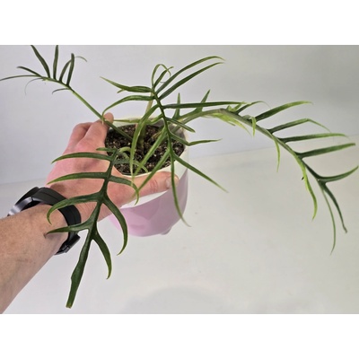 PlanBros flower Philodendron tortum