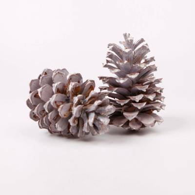 Su Šišky Pinea Whitewashed 2ks