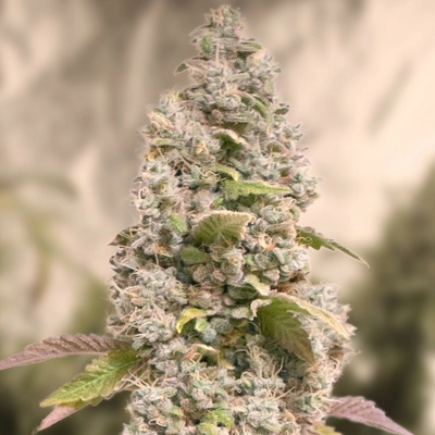 High Speed Buds Gorilla Cookies Fast semena neobsahují THC 5 ks