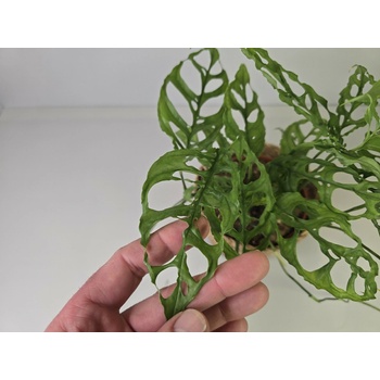 Monstera Obliqua
