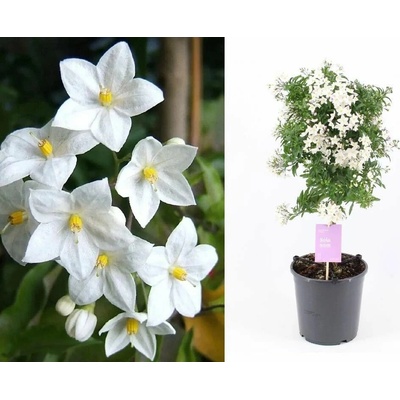 Ľuľok jazmínokvetý, výška 40-60 cm, kvetináč 17 cm