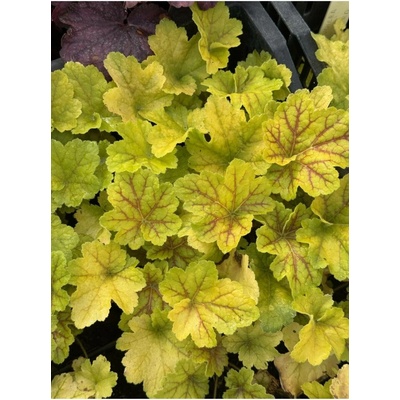Heuchera hybrida ELECTRA - dlužicha