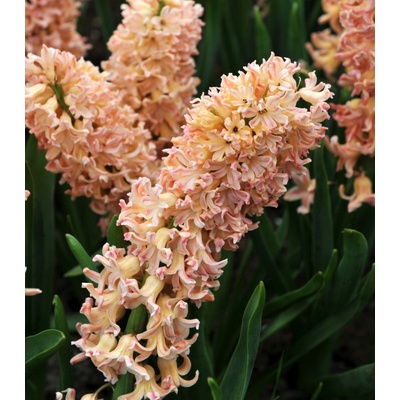 Hyacint Odysseus Hyacinthus prodej cibulovin 1 ks