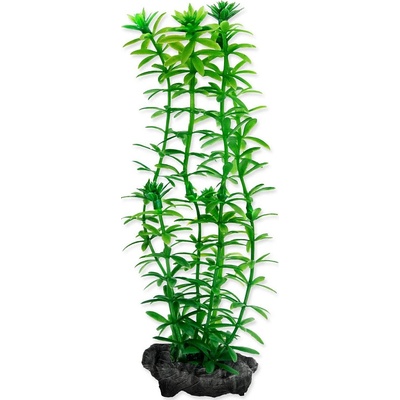Tetra Egeria densa (Anacharis ) 15 cm