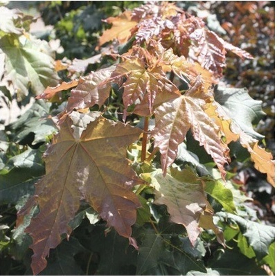 Javor mlieč FloraSelf Acer platanoides 'Globosum' výška 125-150 cm kvetináč 18 l