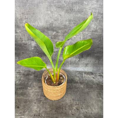 Strelitzia Nicolai 17 cm