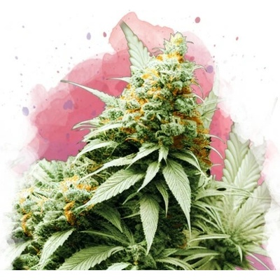 Nirvana Big Bud semena neobsahují THC 10 ks