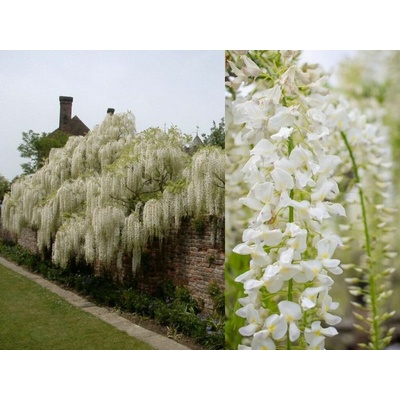 Vistéria Vznešená Shiro Cap Fuji 150-200 cm, kont. 3 l