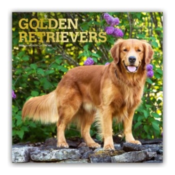 Browntrout Verlags GmbH Golden Retrievers - Golden Retriever 2026 - 16-Monatskalender