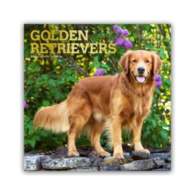 Browntrout Verlags GmbH Golden Retrievers - Golden Retriever 2026 - 16-Monatskalender | BrownTrout Publishers Inc