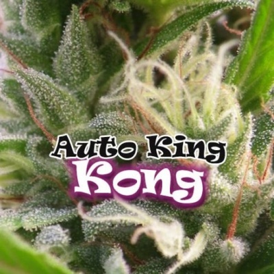 Dr. Underground AUTO King Kong semena neobsahují THC 4 ks