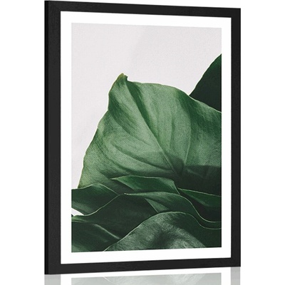 Plakát s paspartou okouzlující dopis monstery - 40x60 no frame