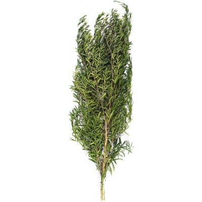 Stabilizovaná rostlina Lepto Lungifolia Green 40-80 cm