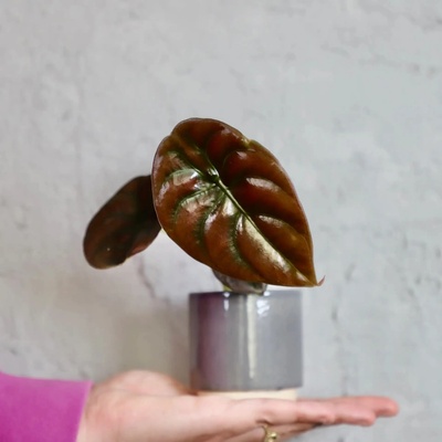 Alocasia Cuprea baby