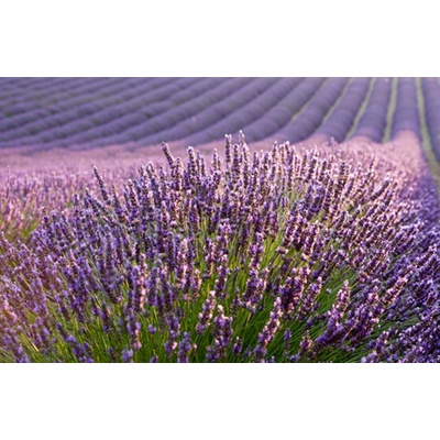levandule-online.cz Lavandula intermedia Provence - Levandule francouzská, provensálská, květináč 14 cm