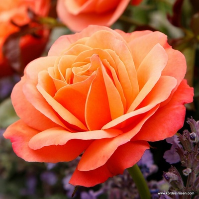 Růže Kordes Coral Lions Rose květináč 2 litry