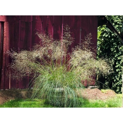 Milota Eragrostis Elliottii Lovey