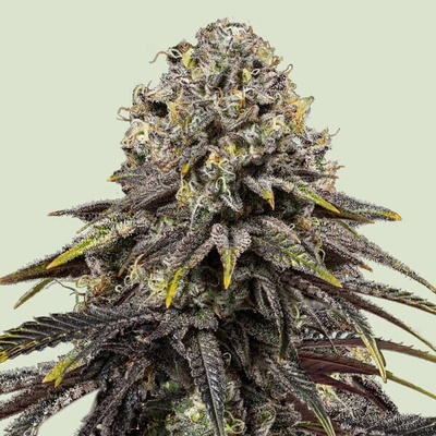 Royal Queen Seeds x Tyson Dynamite Diesel semienka neobsahujú THC 10 ks
