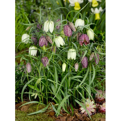 Mix řebčíků 'Meleagris' 30 ks