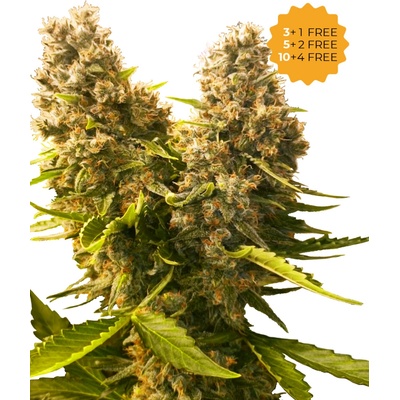 Sensi Seeds Banana Kush Cake AUTO semena neobsahují THC 3 ks – Sleviste.cz
