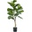 Ficus lyrata 45x90 cm