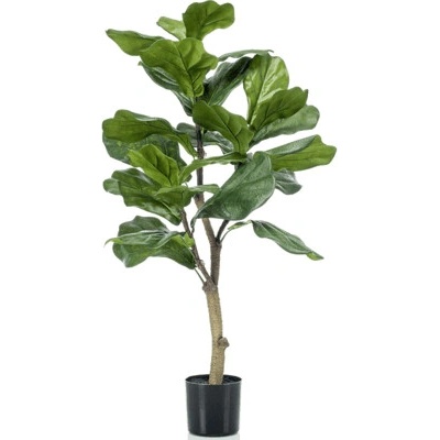 Ficus lyrata 45x90 cm