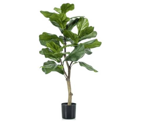 Ficus lyrata 45x90 cm