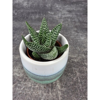 Haworthia Limifolia mini