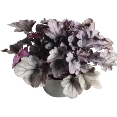 Dlužicha Heuchera 'Indian Summer Silver' výška 5-20 cm květináč 1,5 l