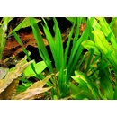 Echinodorus horemanii green - Šípatkovec horemanii green