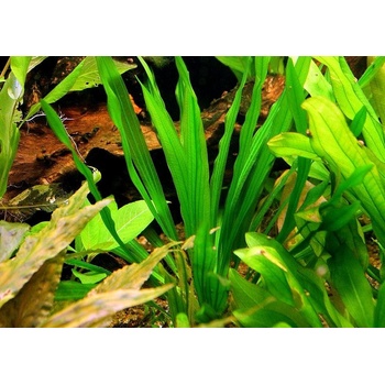 Echinodorus horemanii green - Šípatkovec horemanii green