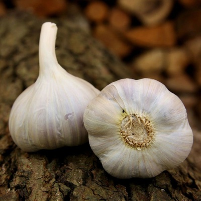 Sadbový česnek Bjetin Allium sativum paličák cibuloviny 1 balení