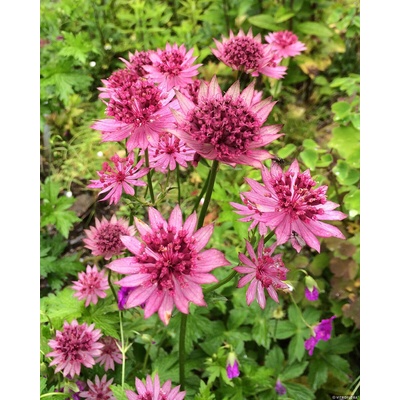 Astrantia major ROMA - jarmanka