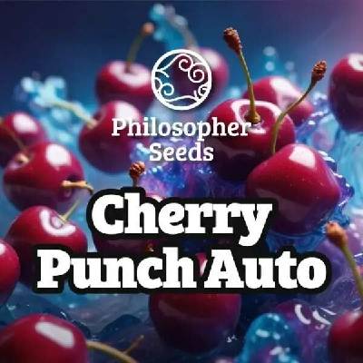 Philosopher Seeds Cherry Punch AUTO semena neobsahují THC 3 ks