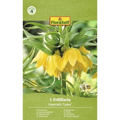 Řebčík královský FloraSelf 'Imperialis Lutea' 20/22 1 ks