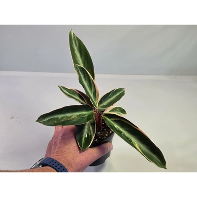 PlanBros flower Stromanthe thalia