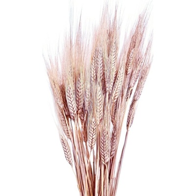 Sušená pšenice vousatá sepia rose svazek 50g