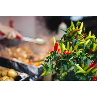 CHILLIMAT chilli sazenice tabasco