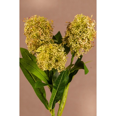 Paramit SKIMMIA Aranžovací květina zelená 58 cm